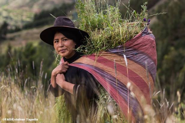 A woman farmer from Cuzco, Peru. FAO